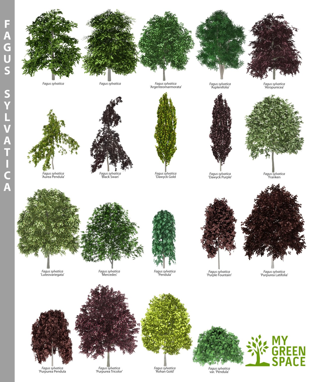 Лиственные деревья средней полосы