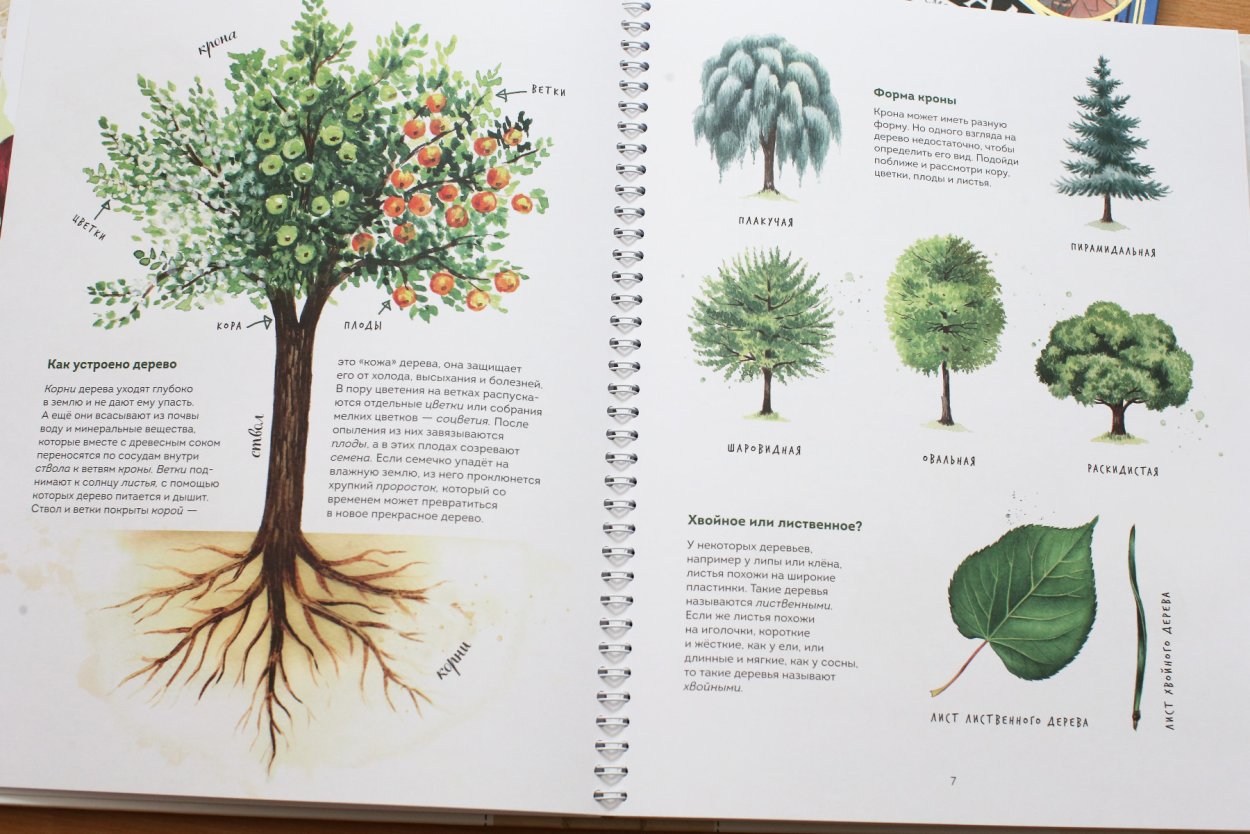 Лиственные деревья названия