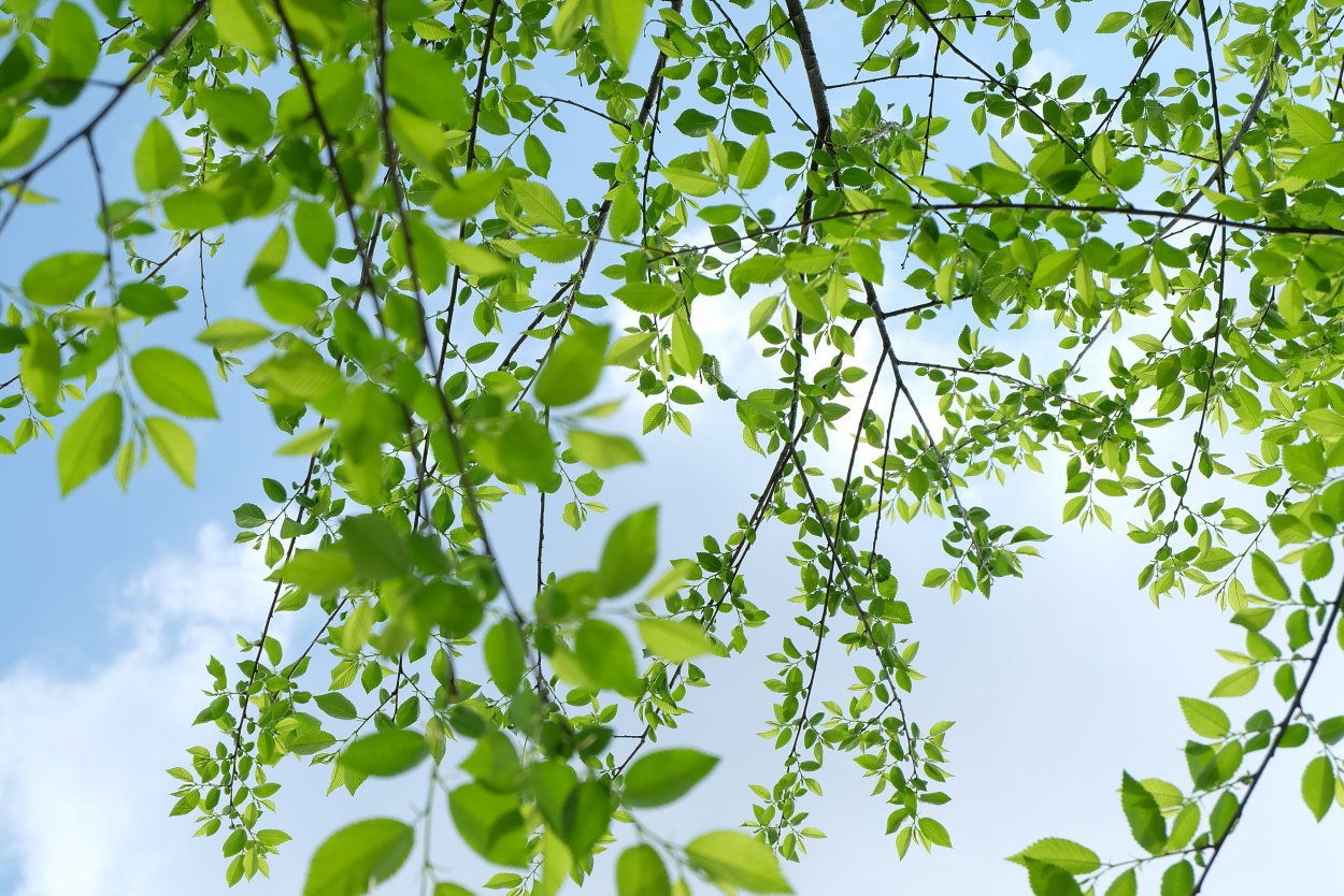 Картинки для гербария дерево ясень