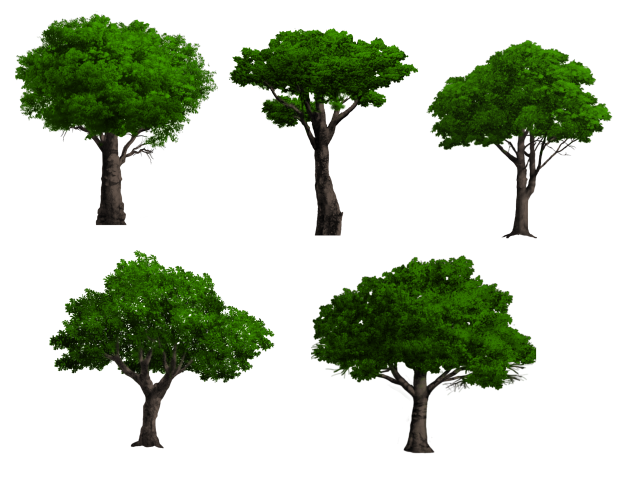 Хвойные деревья и лиственные деревья