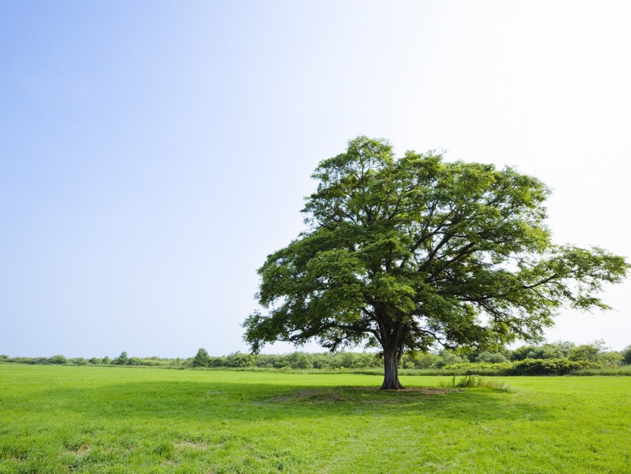 Антураж деревья акварель