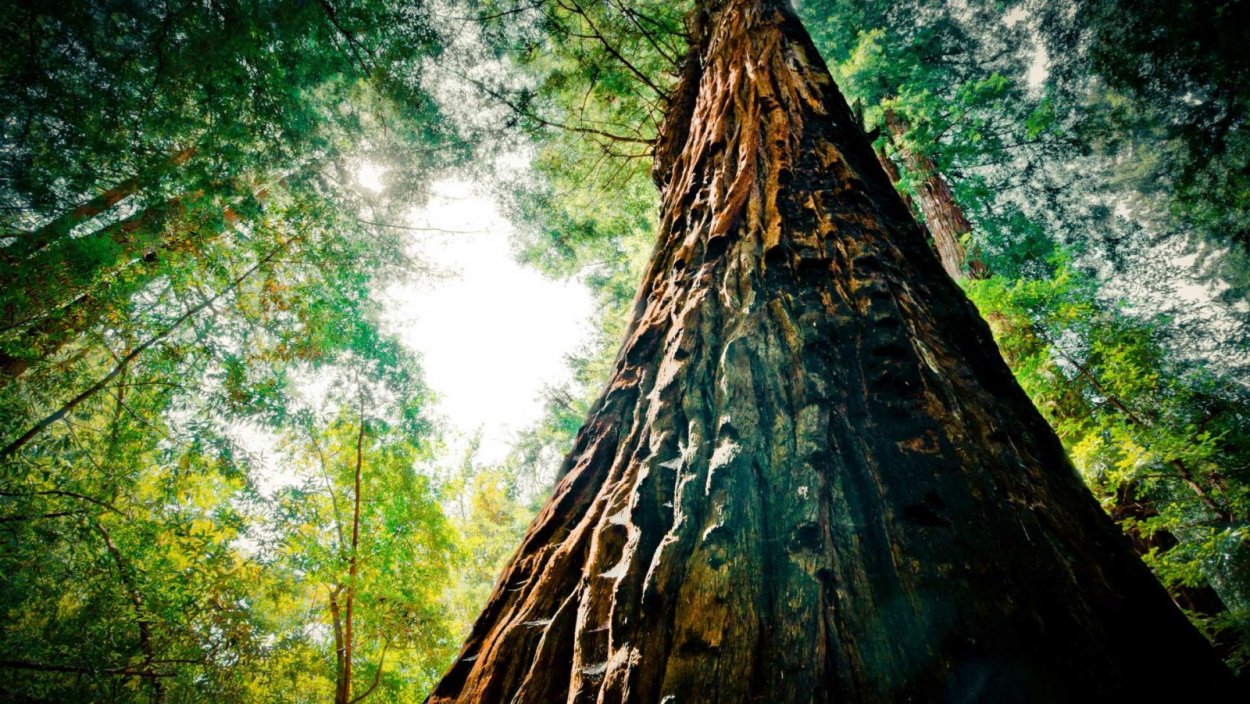 Парк Секвойя Калифорния