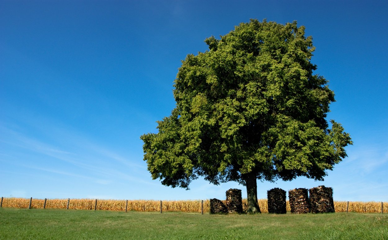 Дерево с большой кроной