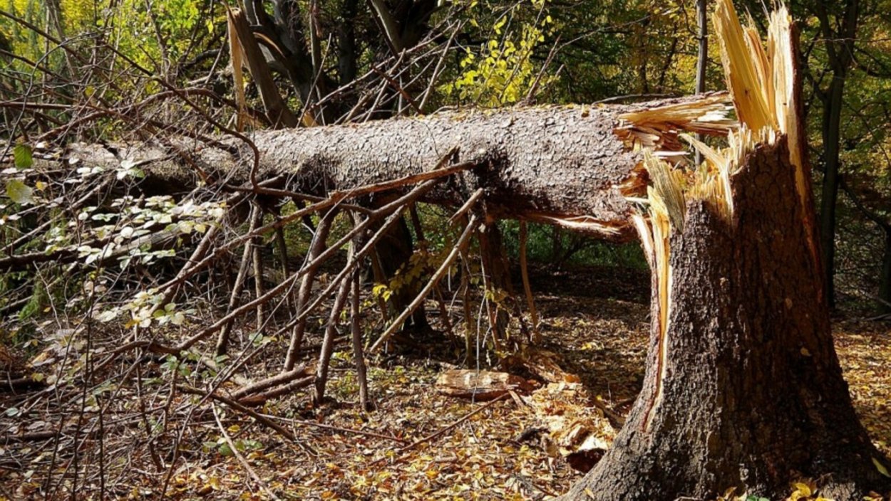 Сломанное дерево