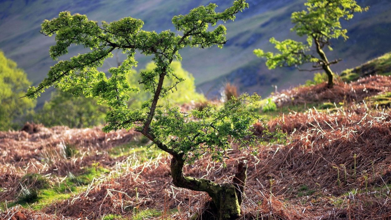 Японский дуб