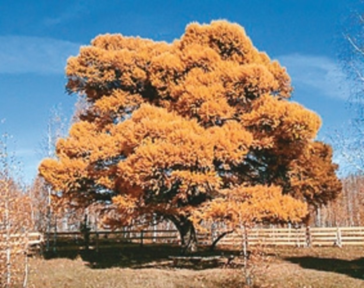 Кужановские лиственницы Башкирия