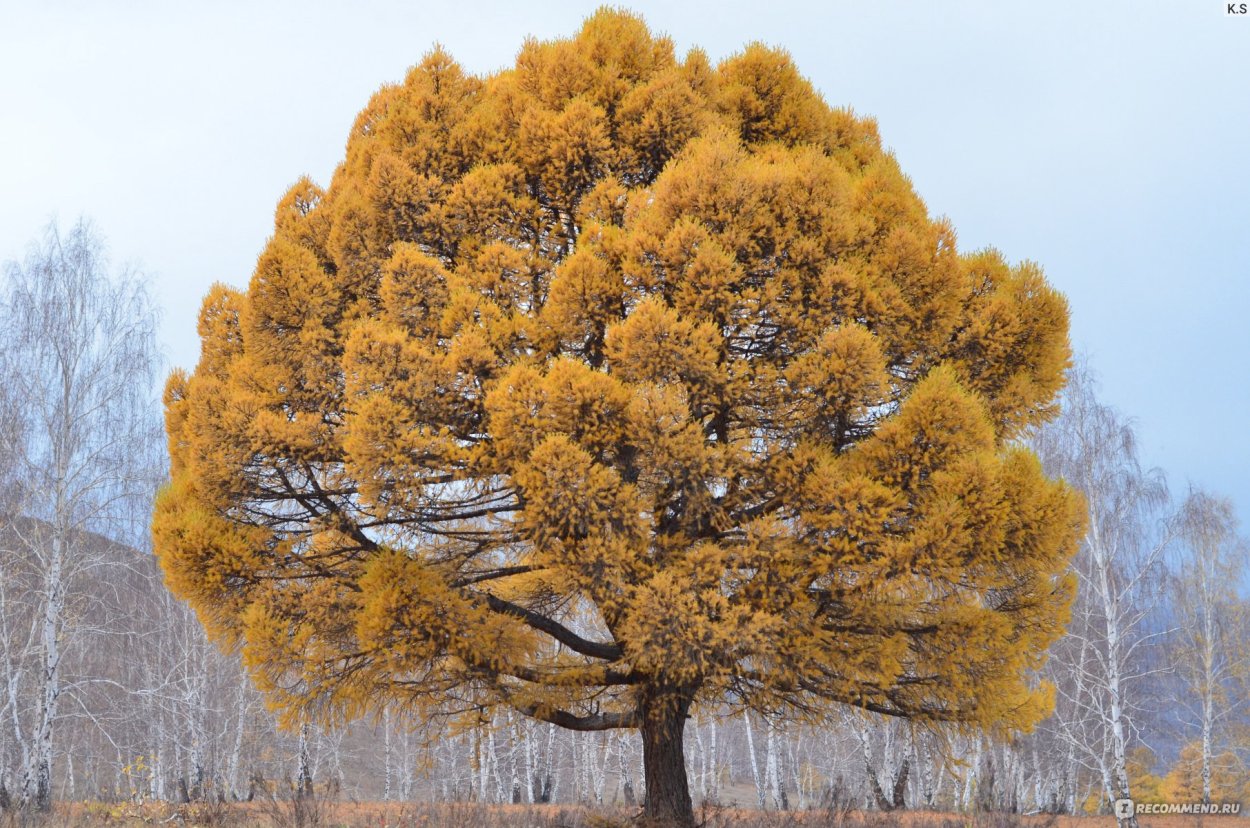 Кужановские лиственницы Абзелиловский район