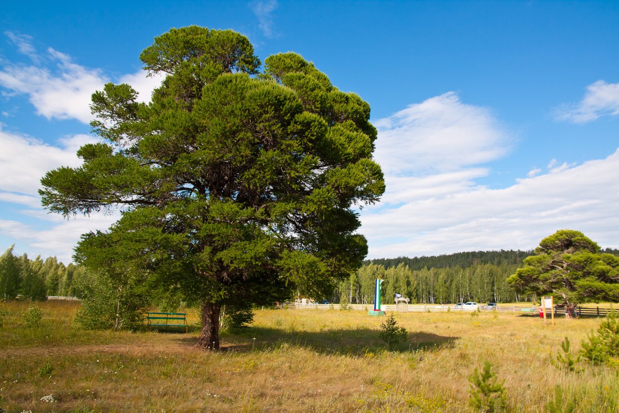 Кужановские лиственницы Башкирия