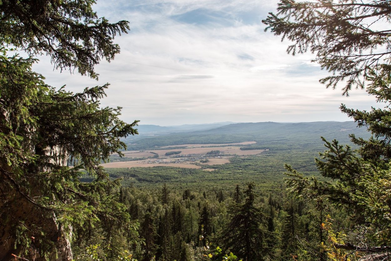 Ироко дерево