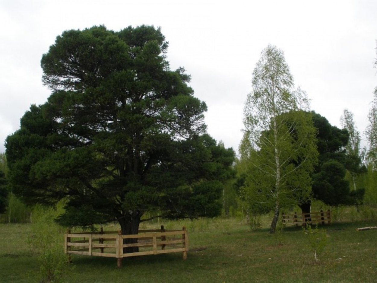 Птицы в Белорецк