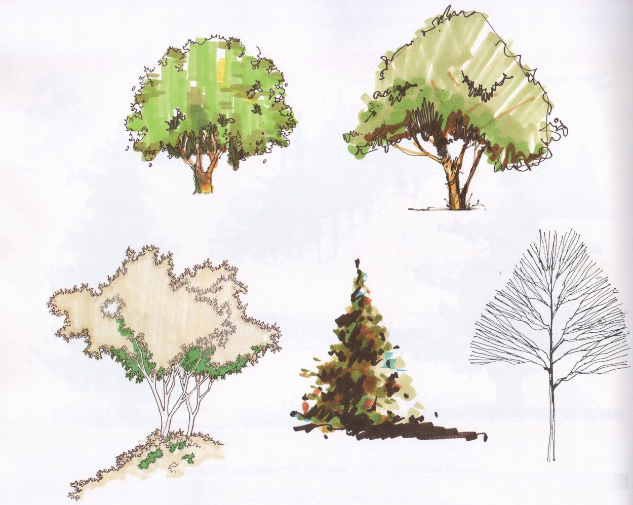 Каштан дерево Россия