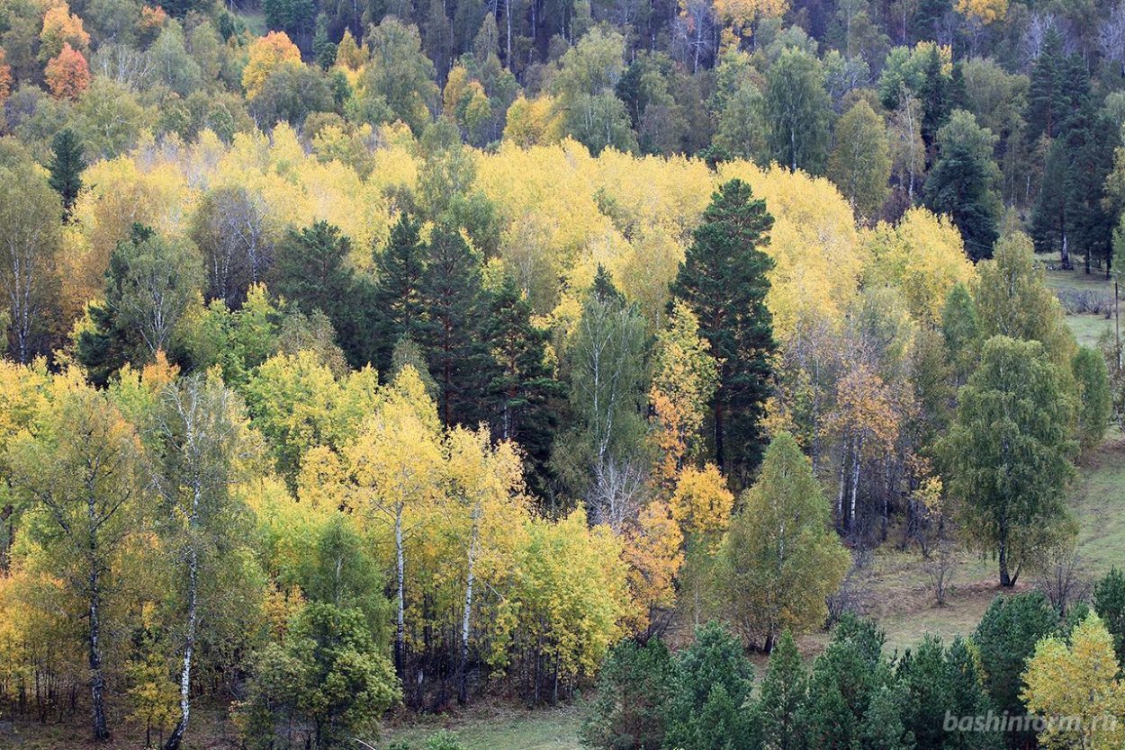 Антураж деревья