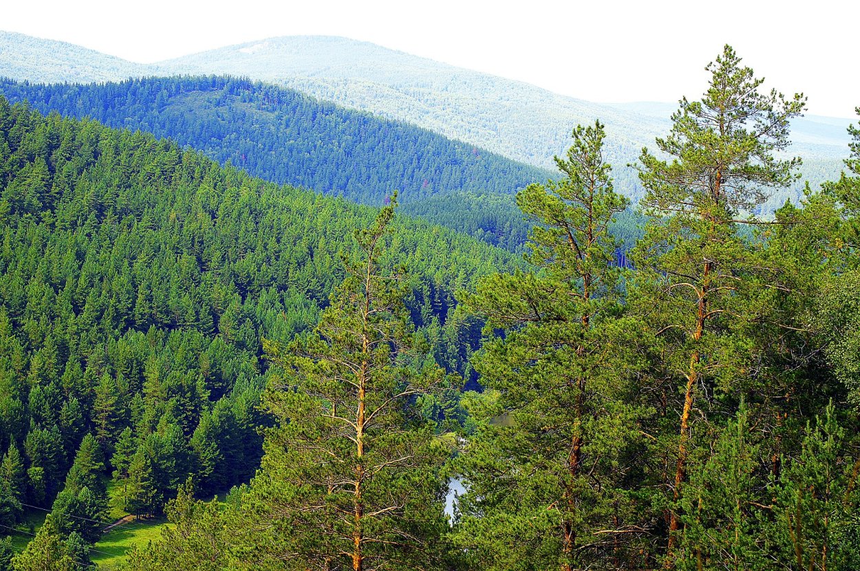Белорецкий район лес