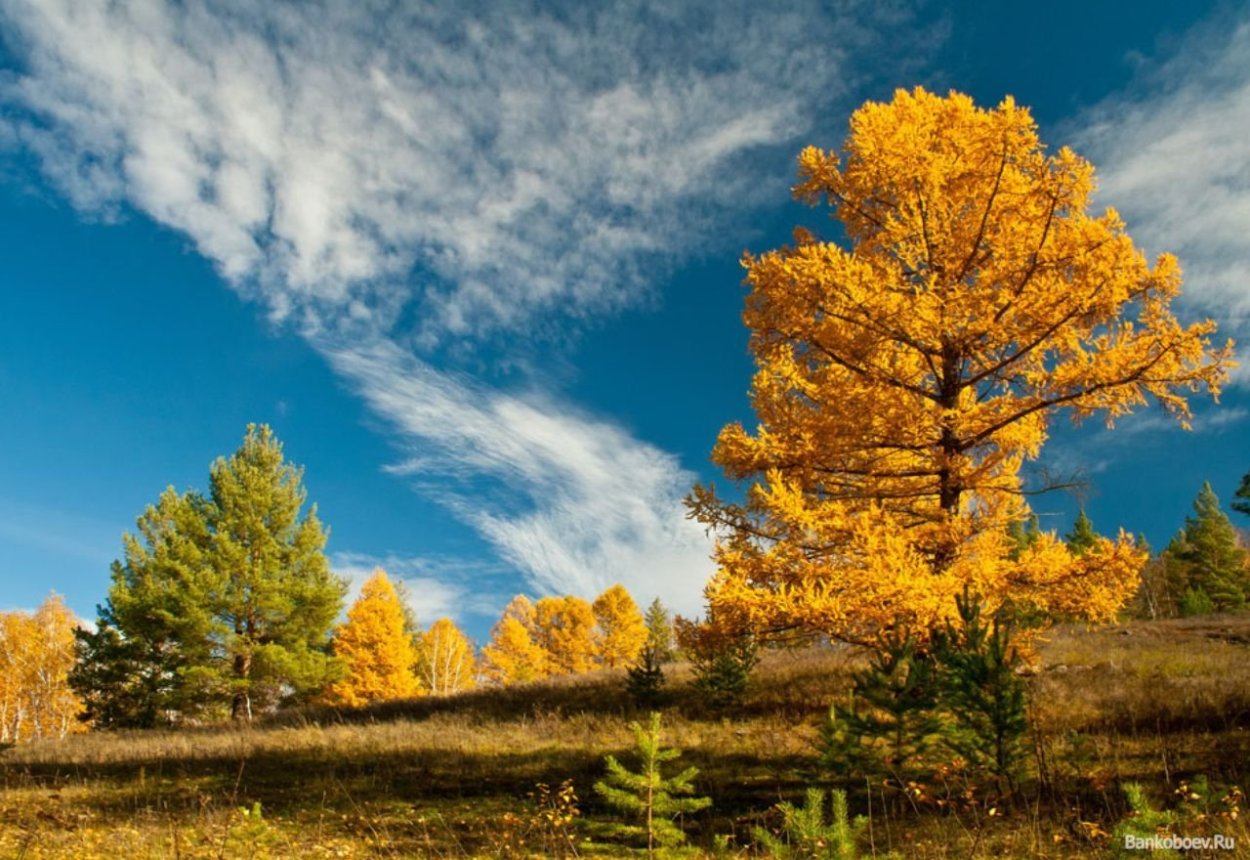 Огромное дерево