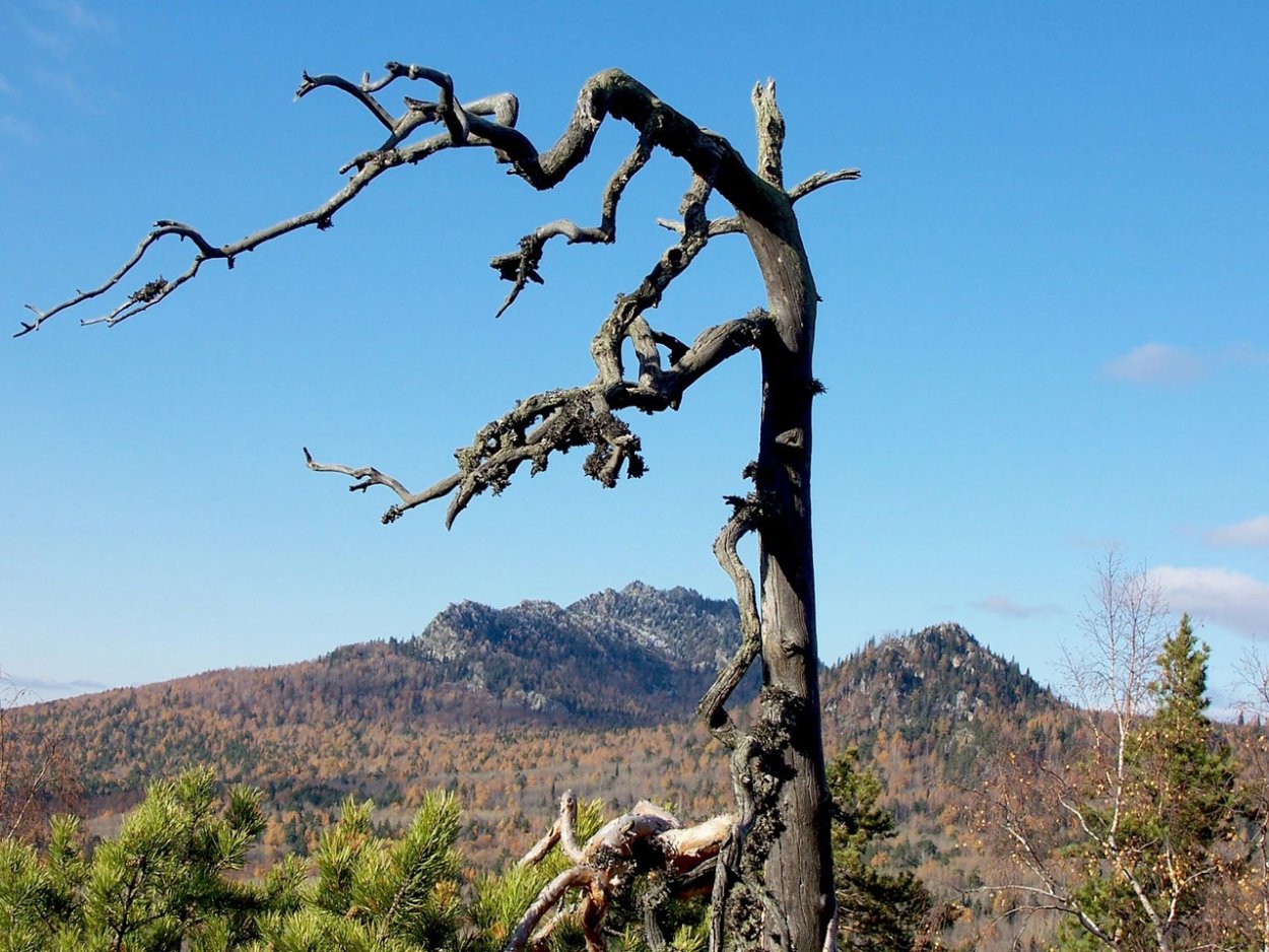 Стилизованные деревья