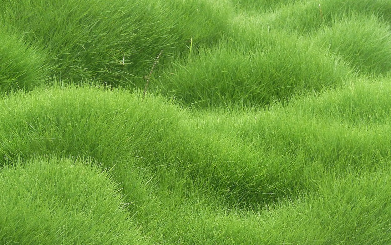 Обрезная трава