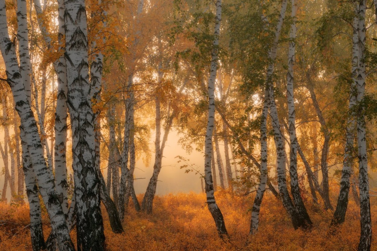 Береза осень