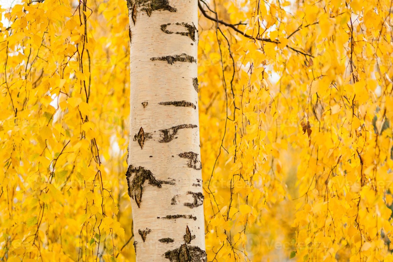 Береза желтая ствол