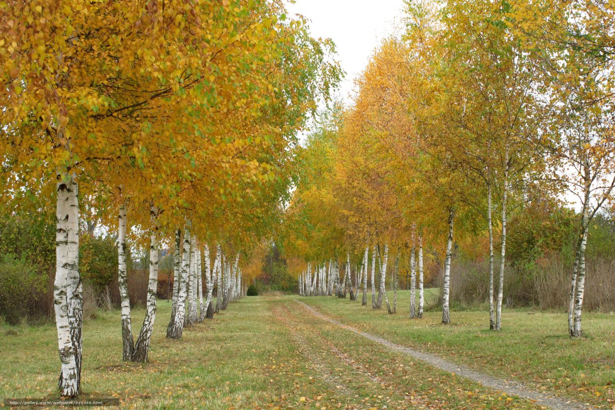 Береза осенью в городе Покачи