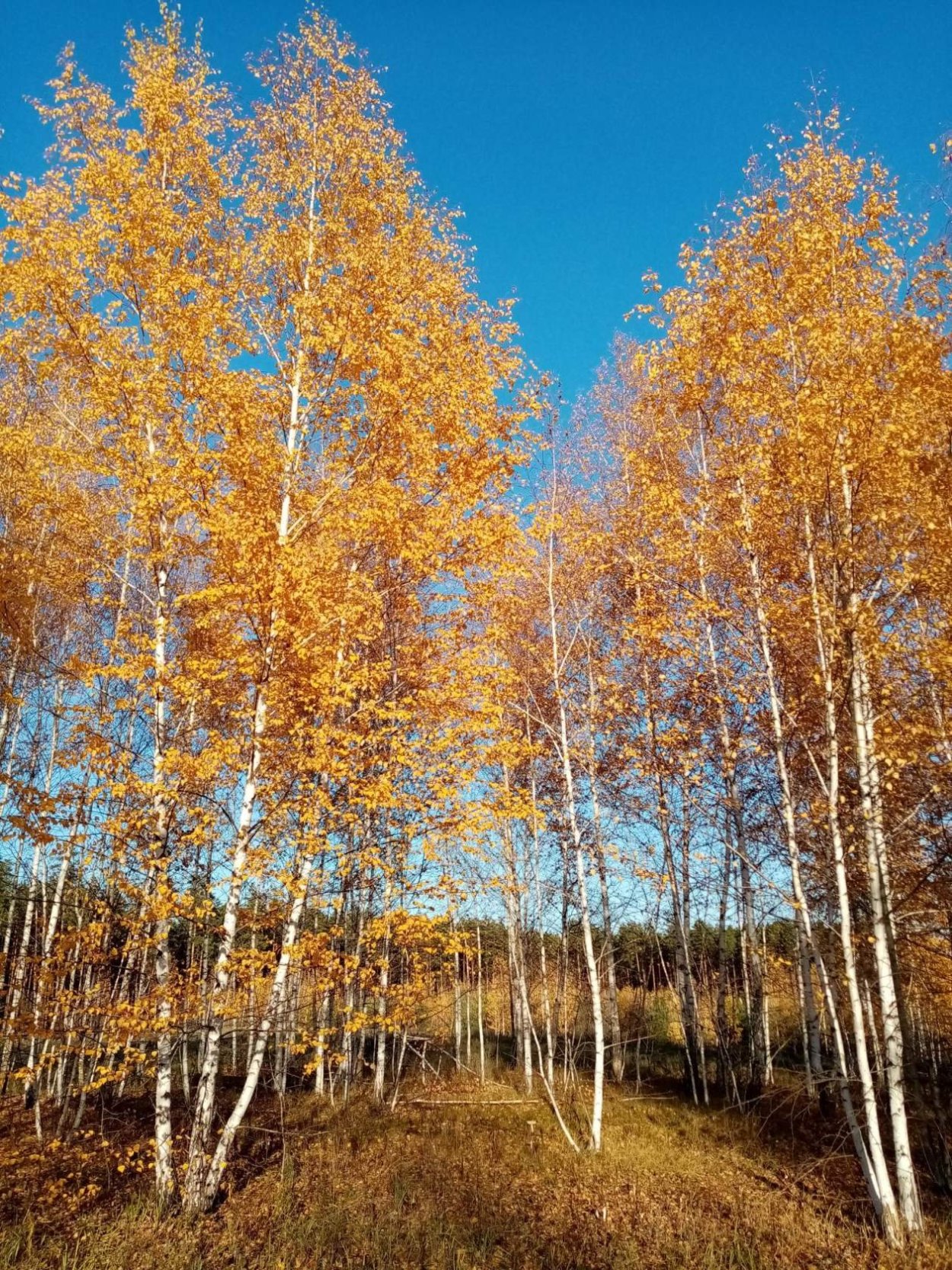 Береза осенью