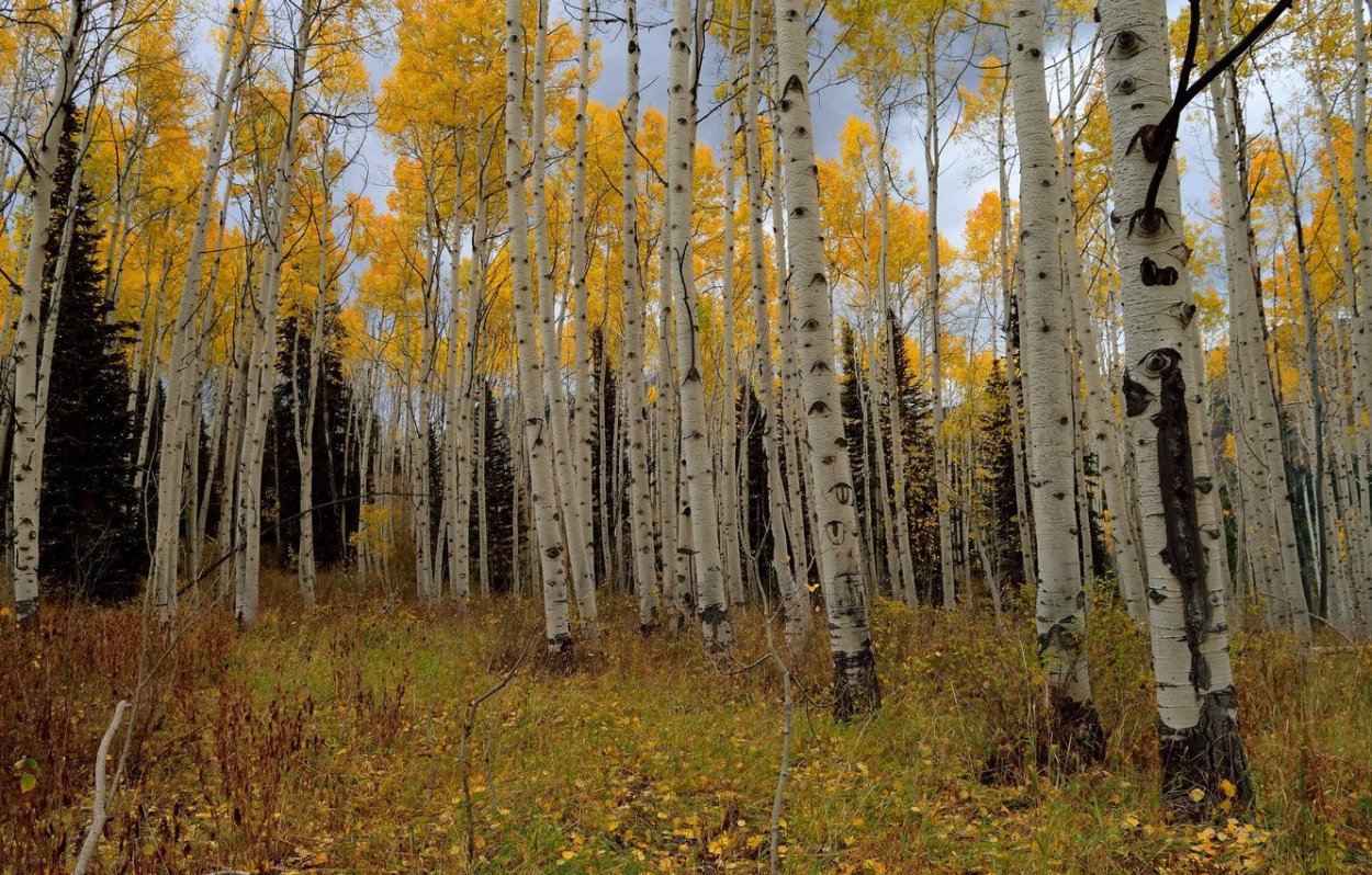 Грицай Березовая роща