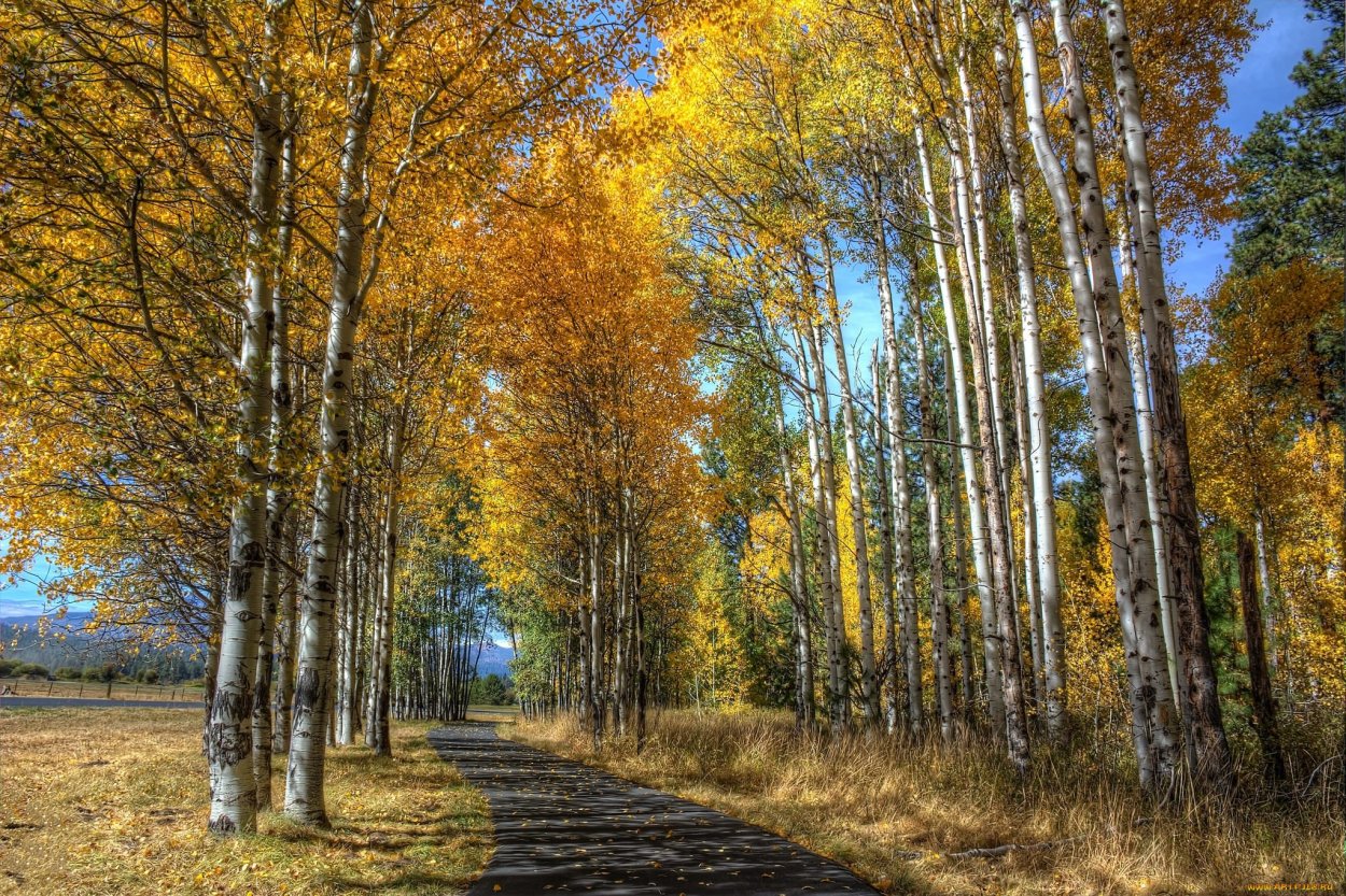 Осенние деревья у воды