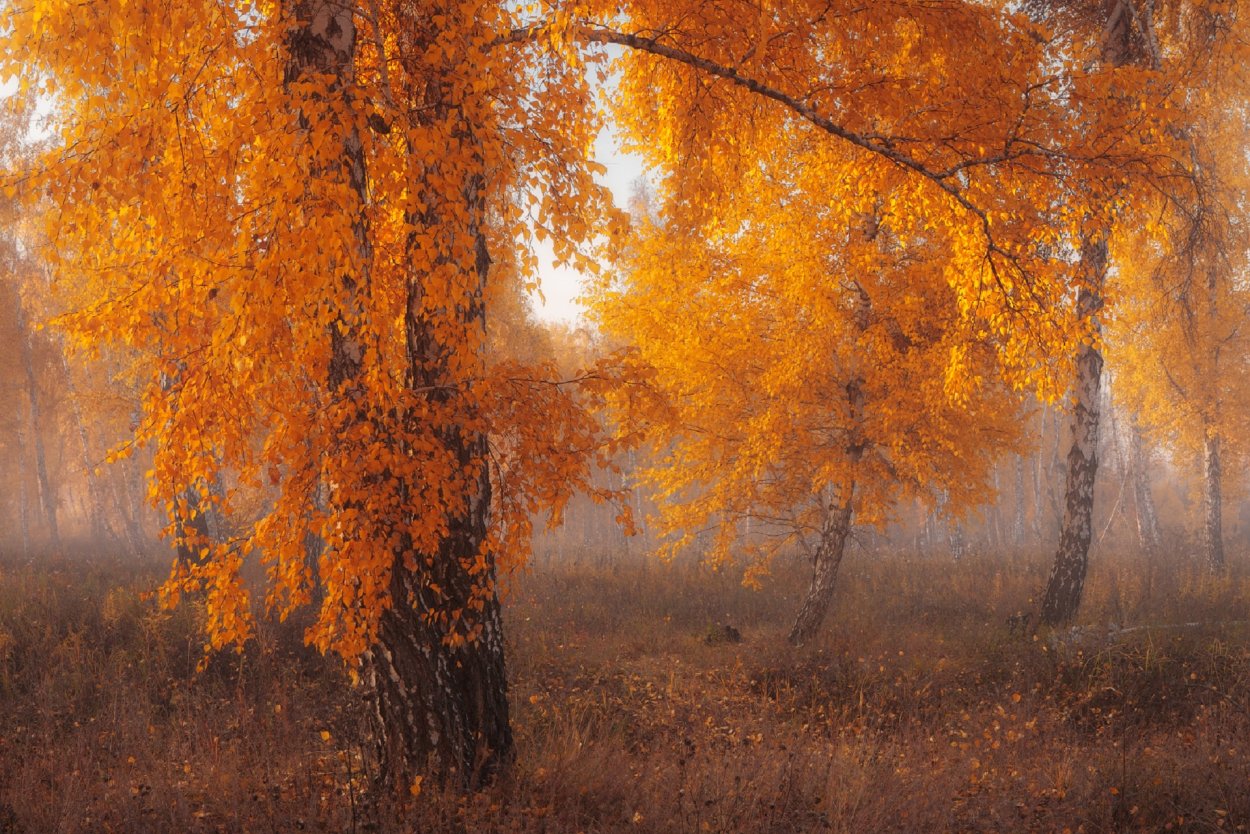 Осеннее дерево береза