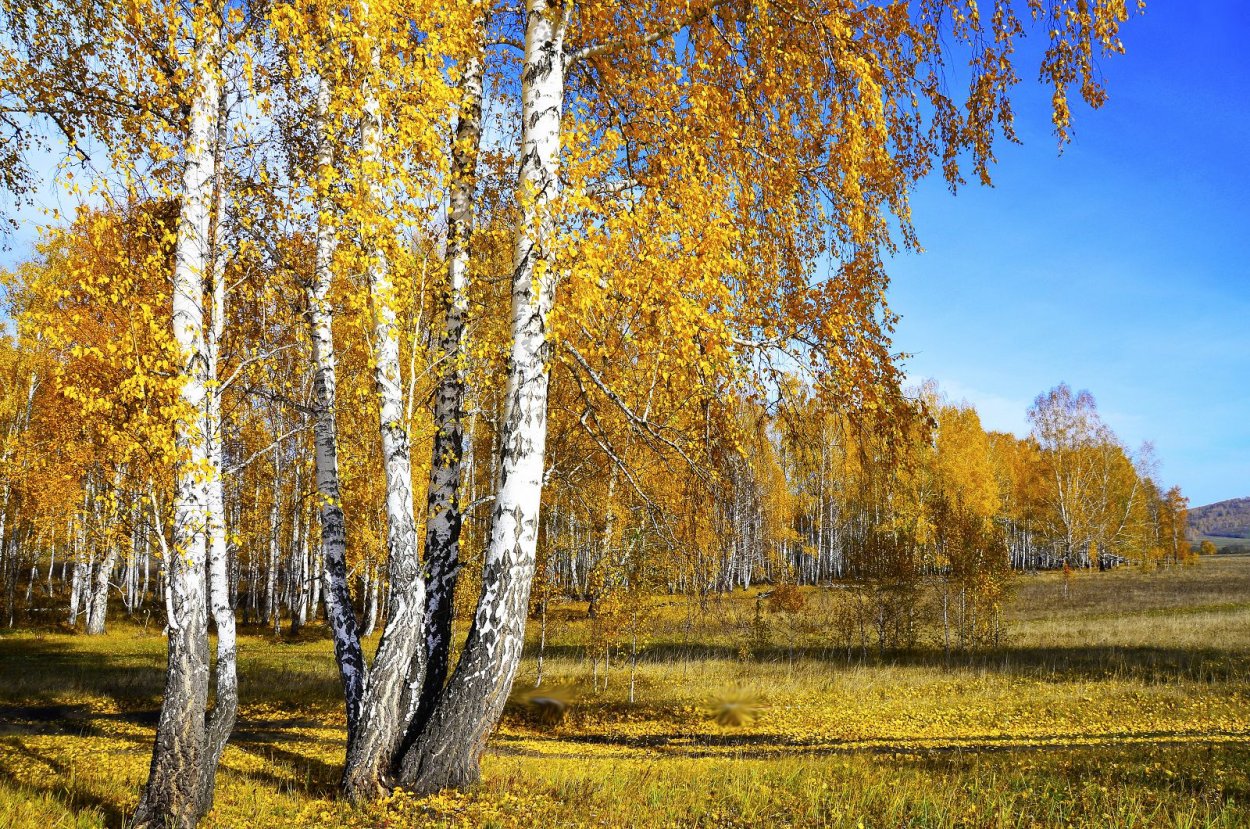 Березовая роща осенью