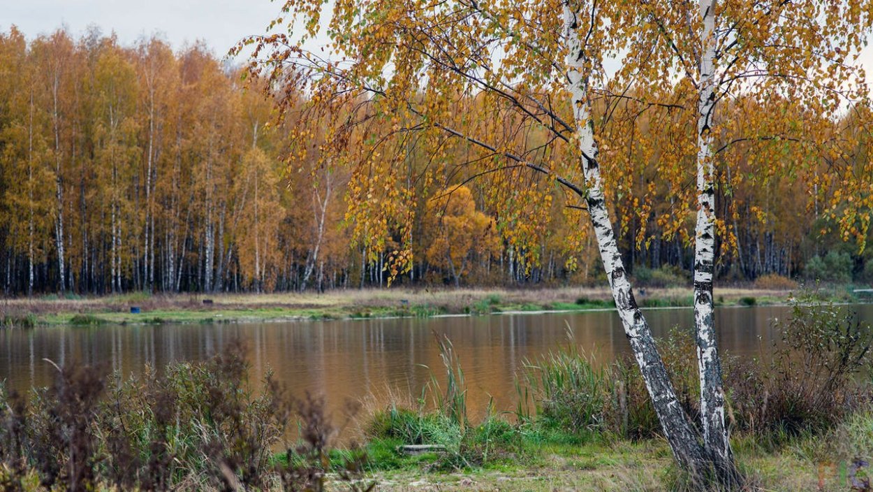 Береза желтая Дальневосточная