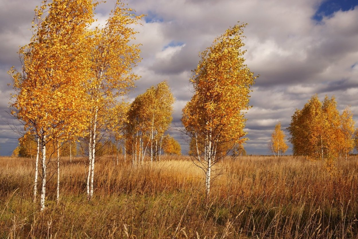 Осина и береза осенью