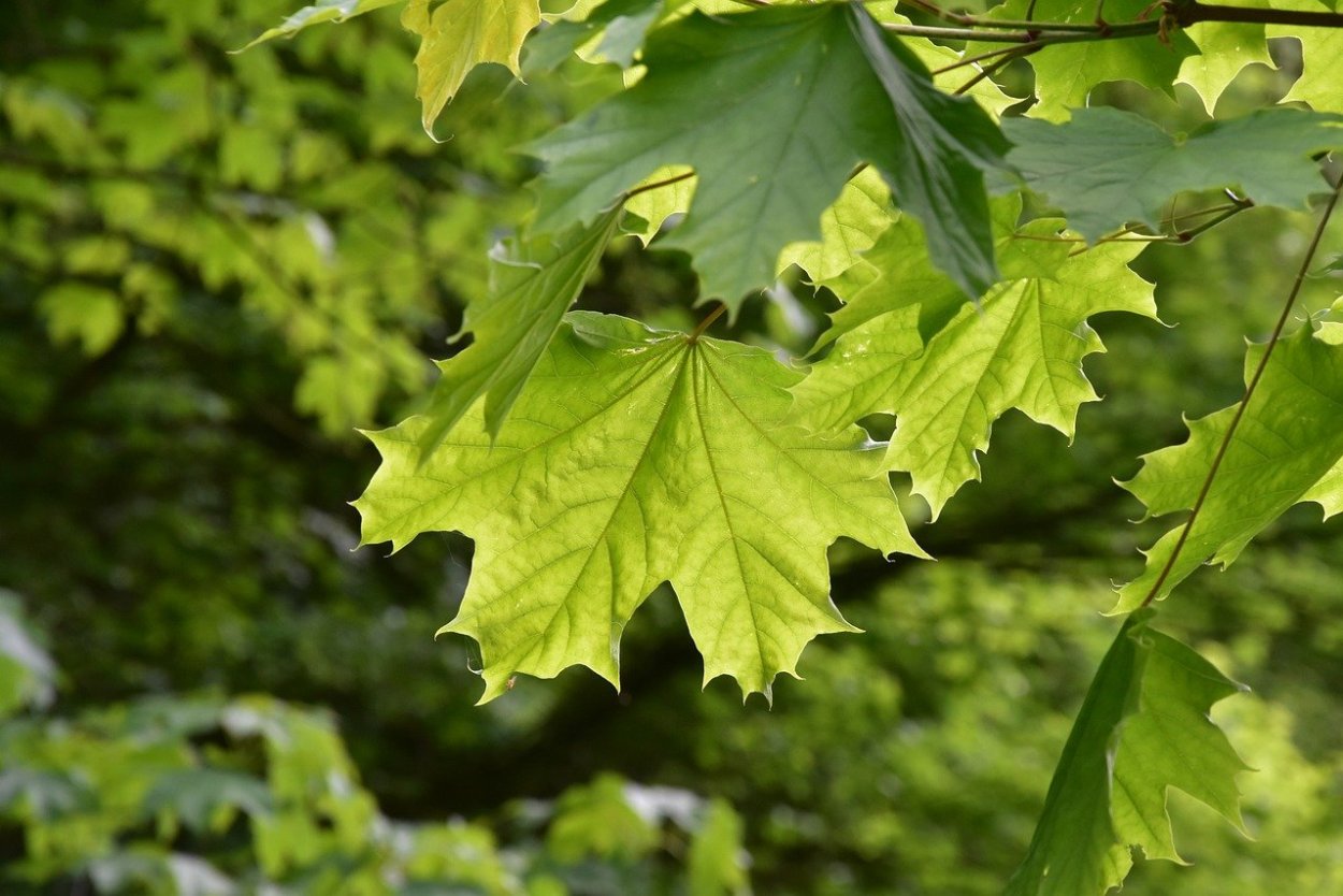 Фото листьев