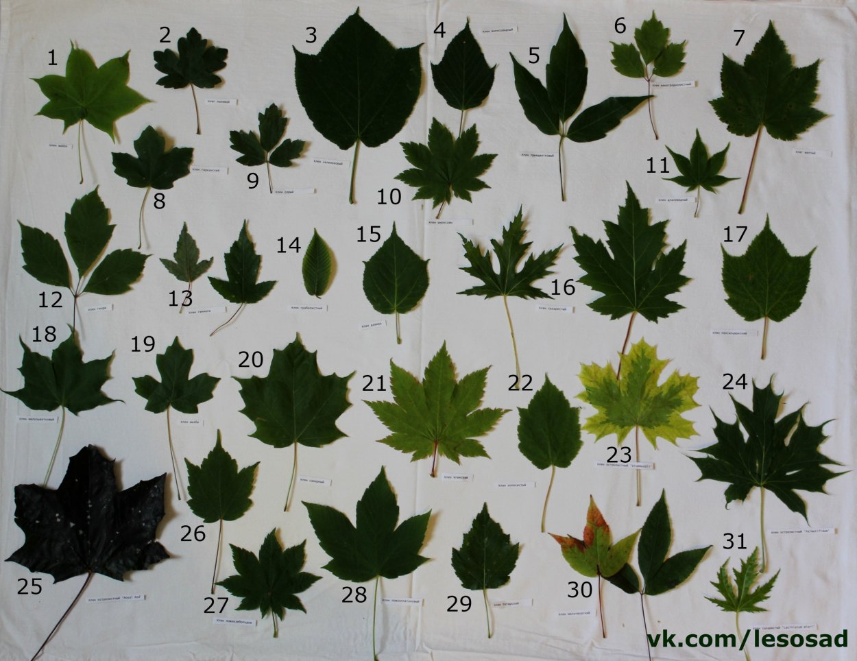 Клён колхидский