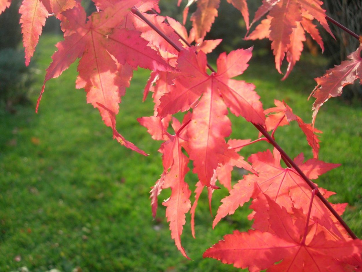 Клен остролистный листья осенью