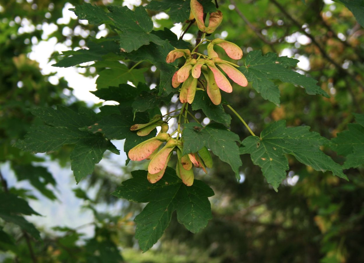 Клен остролистный семена