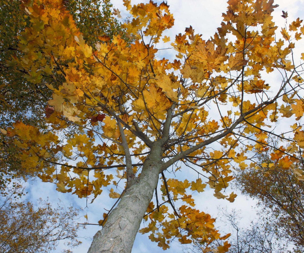 Аватар без аватара