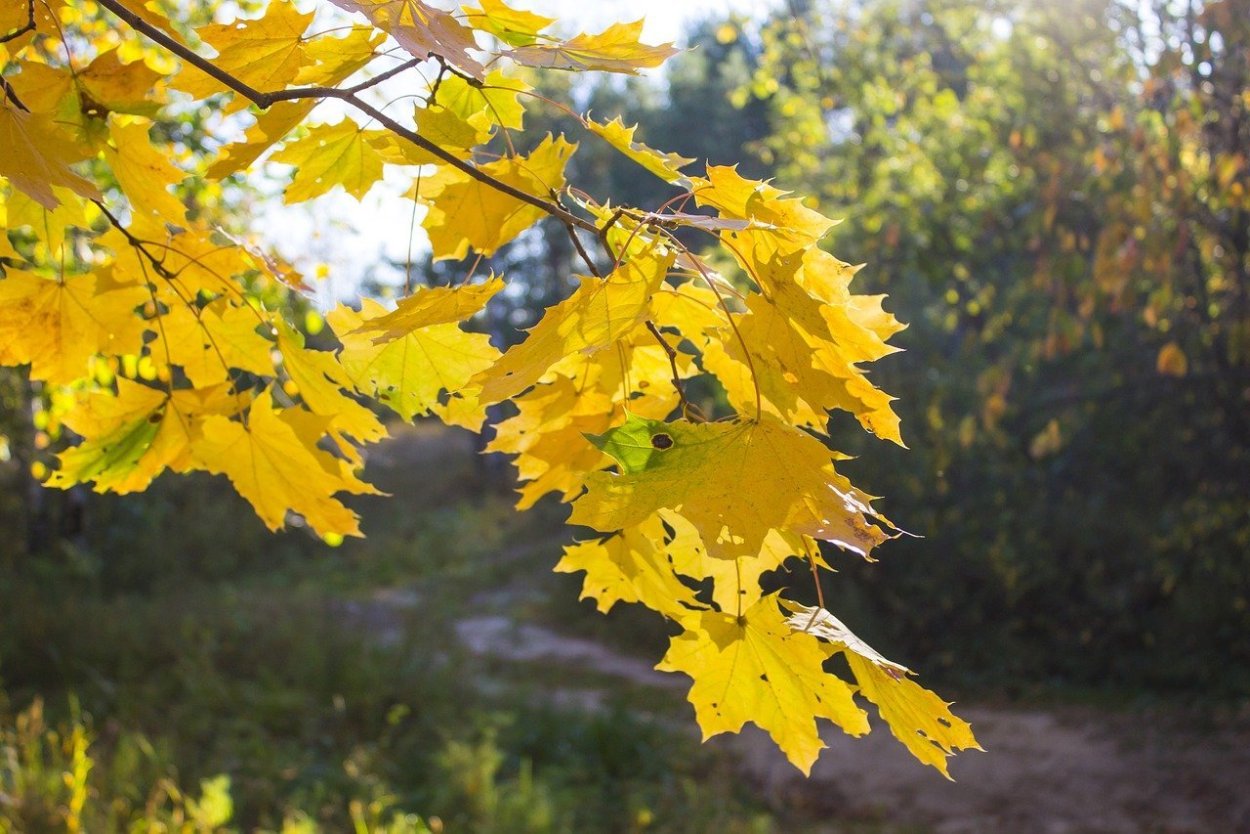 Клен ясенелистный кустарник