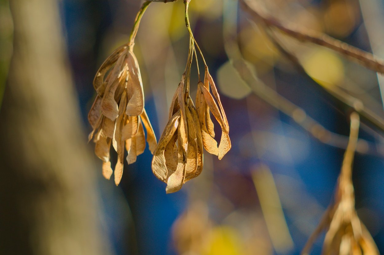 Плоды ясеня