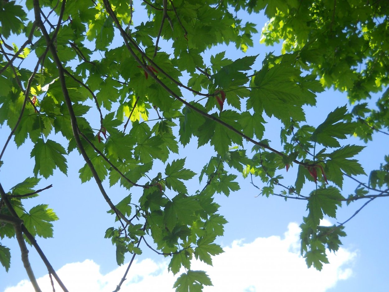 Девичий виноград гербарий