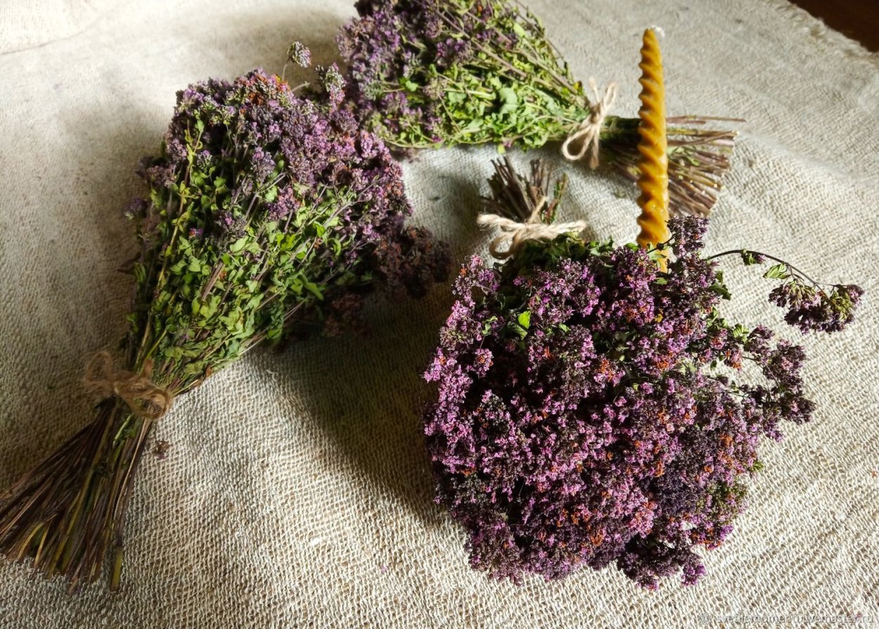 Душица обыкновенная Origanum vulgare сырье