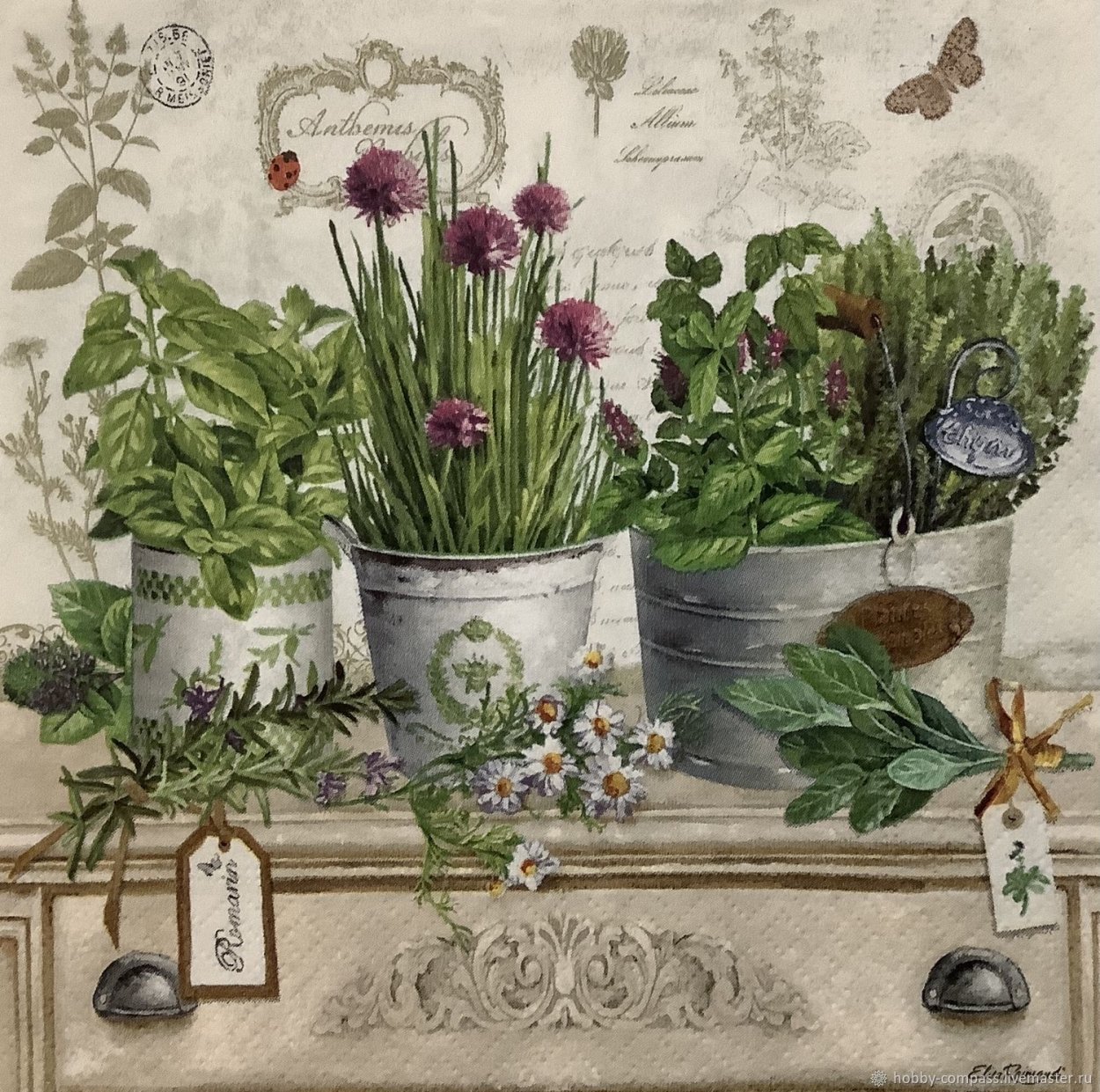 Мята шалфей розмарин комнатные растения