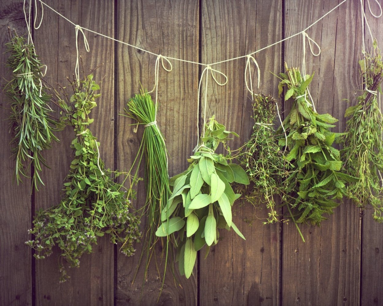 Розмарин базилик кинза