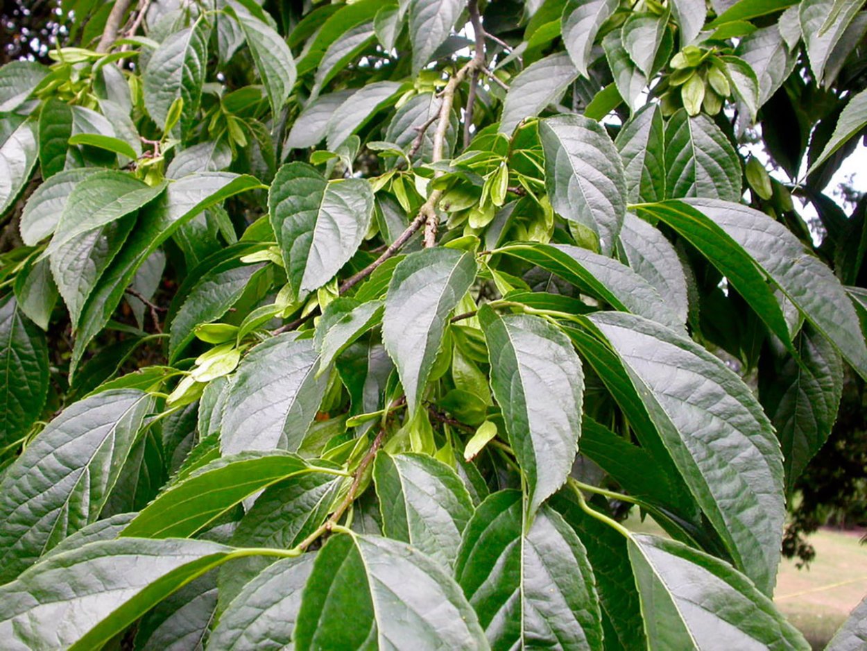 Эвкоммия вязолистная дерево