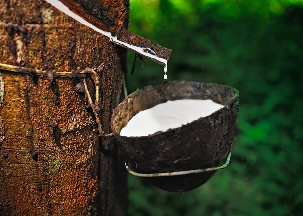 Вяз Кампердоуни