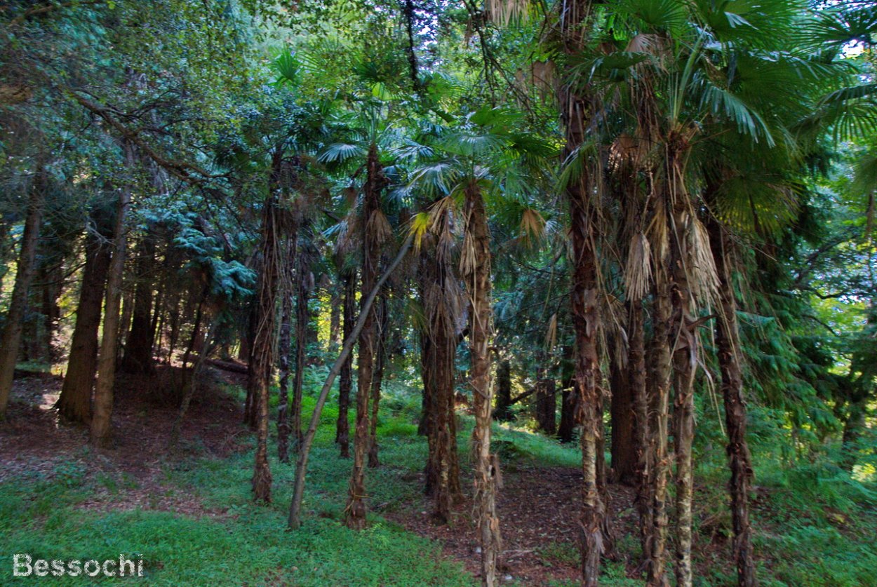 Пальмовая роща Цандрыпш