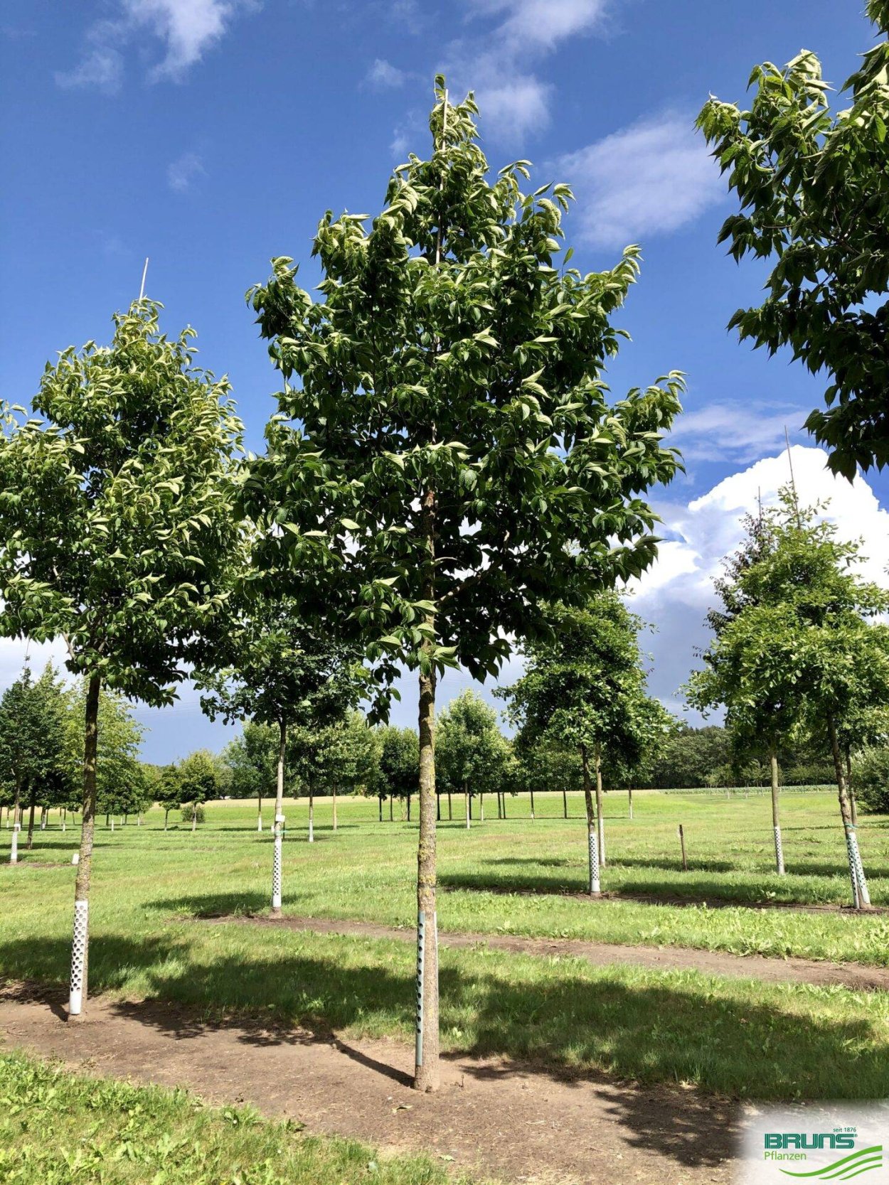 Гуттаперчевое дерево