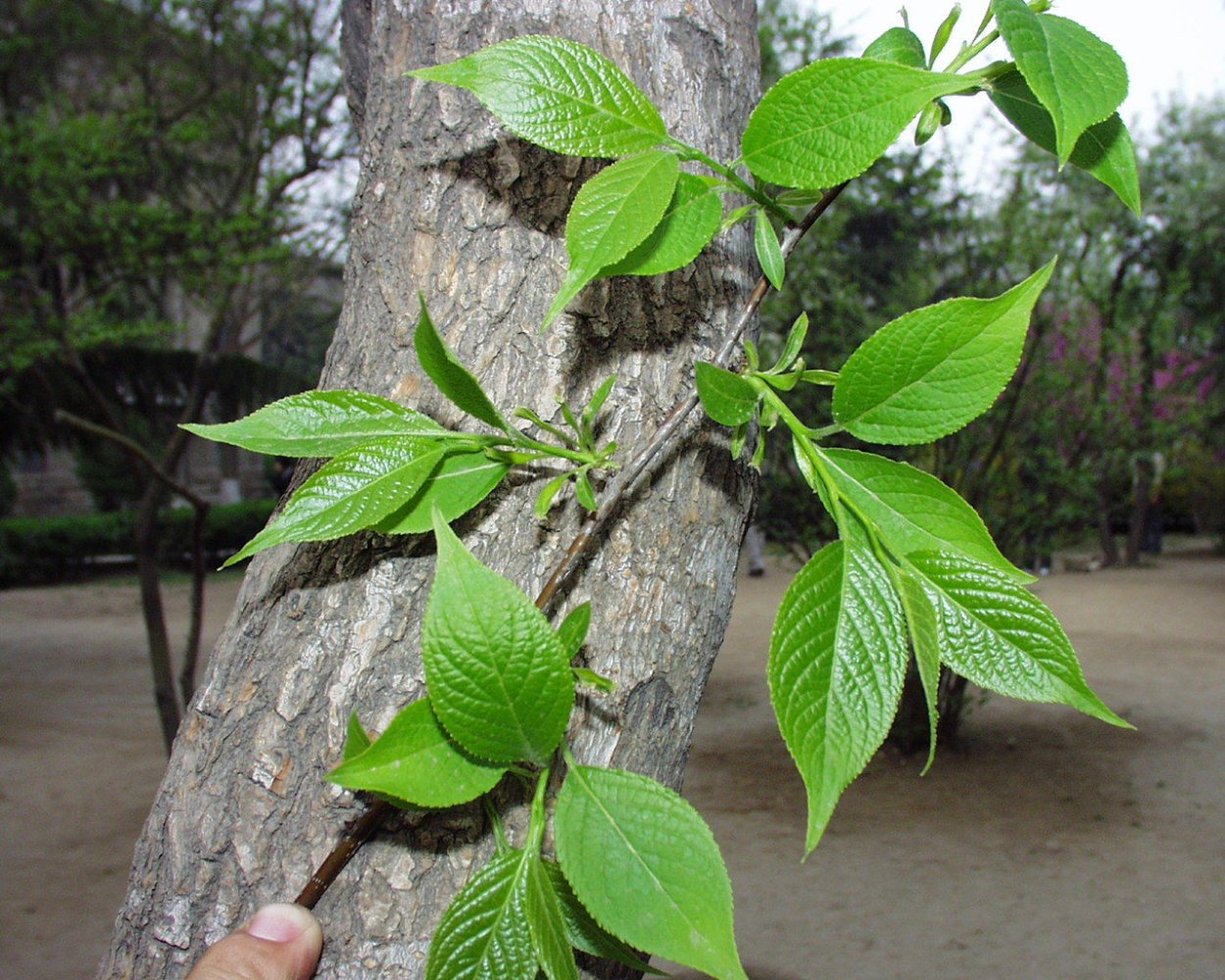 Эвкоммия вязолистная куст