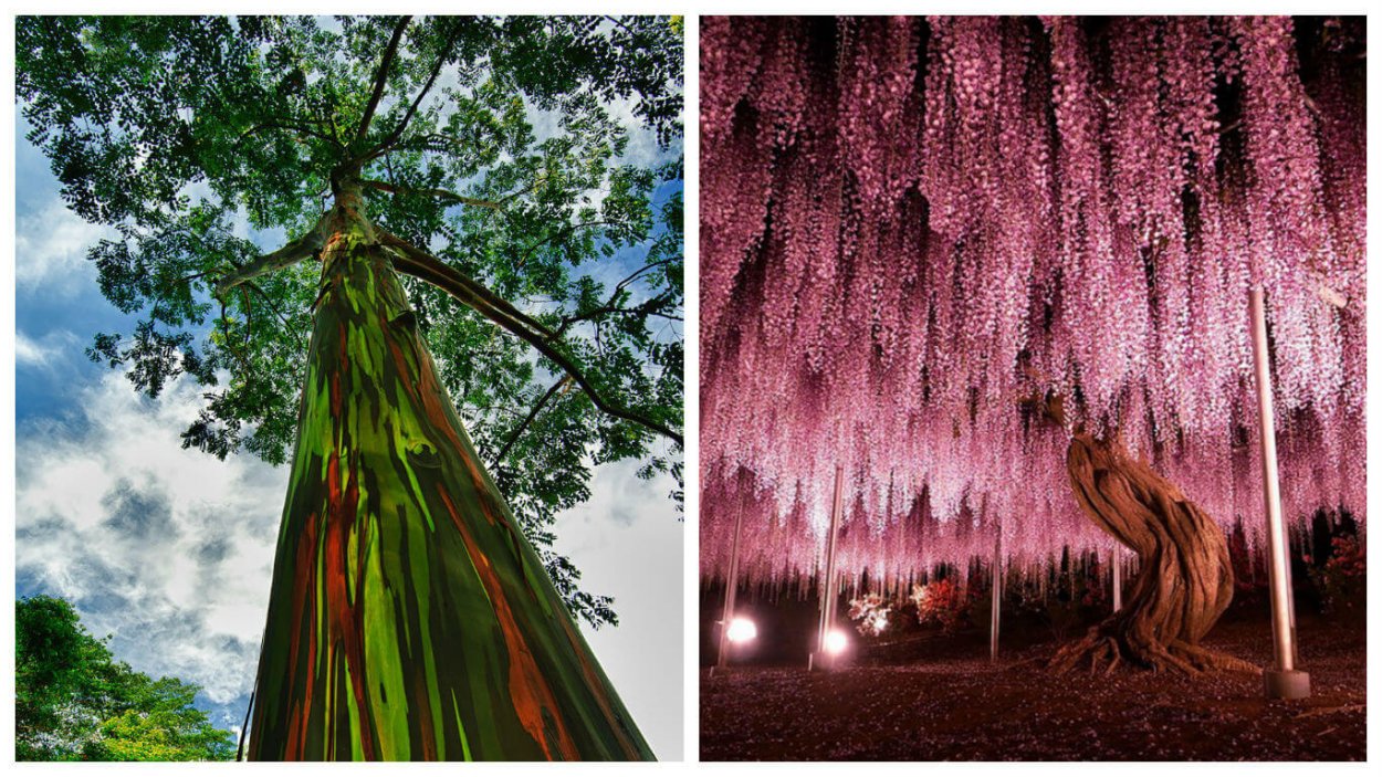 Деревья ствол Кипр