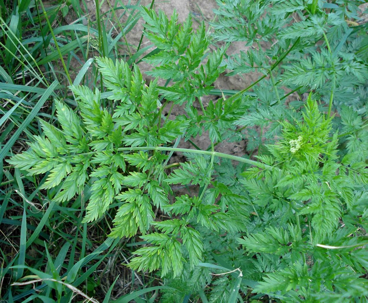 Бутень клубненосный (Chaerophyllum bulbosum