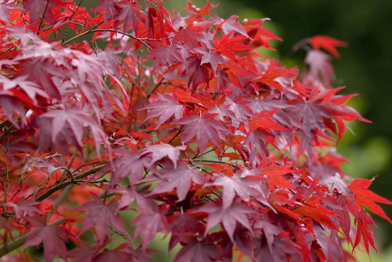 Клен красный Acer rubrum