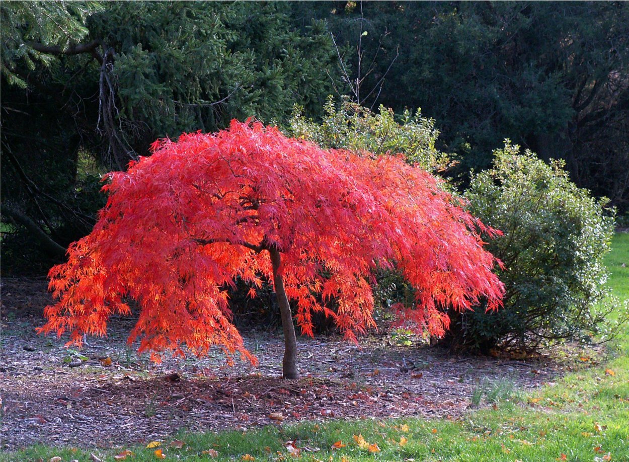 Клен веерный Atropurpureum